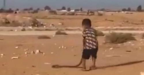 طفل يلعب بأفعى الكوبرا السامة... شاهد النهاية الصادمة)فيديو(