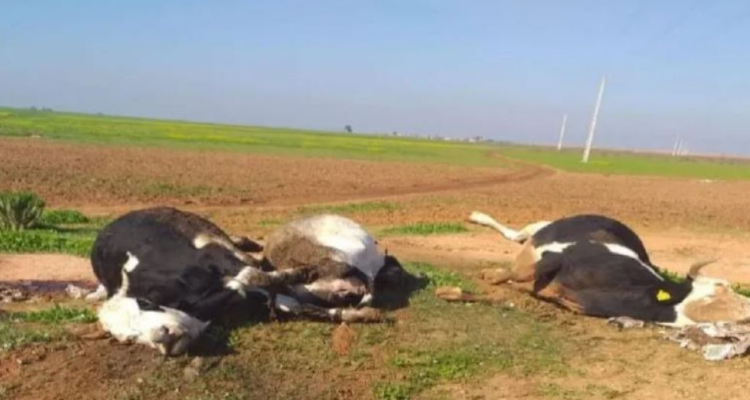 نفوق عدد من الأبقار ببنزرت.. الاسباب