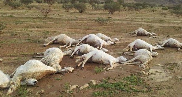 بعد الأمطار الغزيرة والبرد : نفوق أغنام وتضرر مساحات كبيرة من الأشجار المثمرة في الكاف
