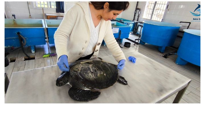 تفاصيل انقاذ سلحفاة بحربة في المنستير