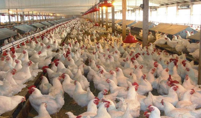  بعد " اللسان الأزرق " : خوف وهلع شديدان من وصول نوع خطير  وفتّاك جدا من  أنفلونزا الطيور  إلى تونس  