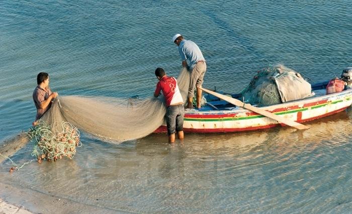 مروجو هذه النوعية من الأسماك يتعرضون لعقوبات جزائية