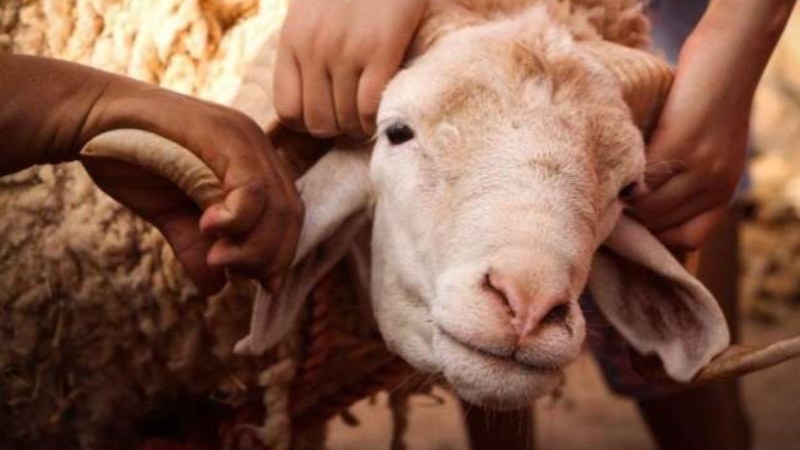 أضاحي العيد: الذبـ...ح ممنوع في هذه الاماكن
