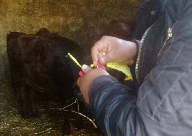 لمنع التهريب : انطلاق عملية ترقيم الأبقار و العجول والأراخي بماطر.