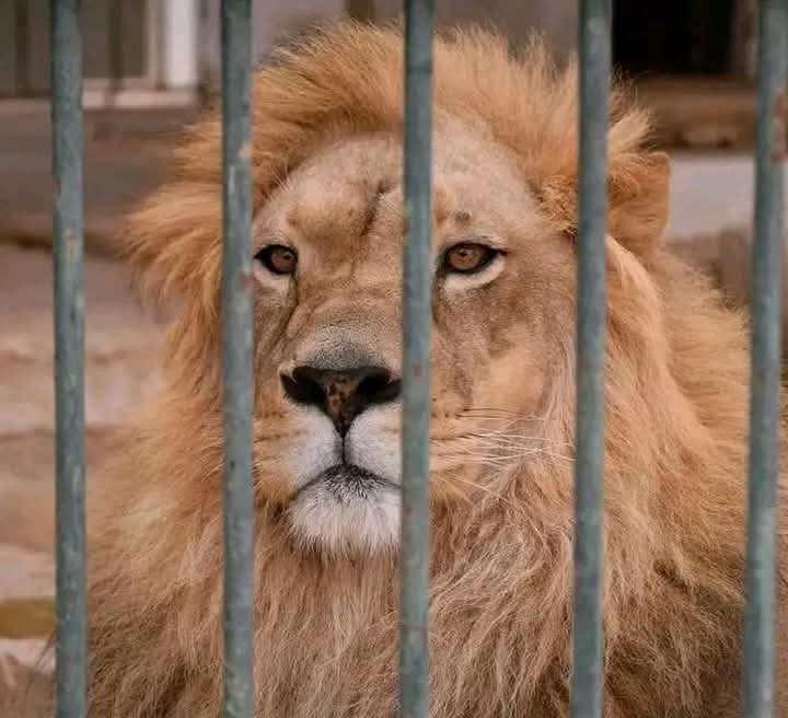 تعرّض عامل بحديقة عرباطة لهجوم من الأسد بقفصة