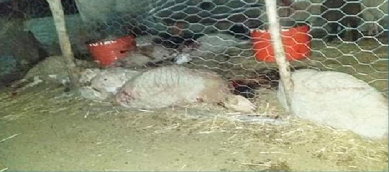 جريمة غامضة في قرمبالية : ذبحوا 18 رأس غنم واعتدوا على 4 في " زريبة " فلّاح ولم يسرقوا شيئا
