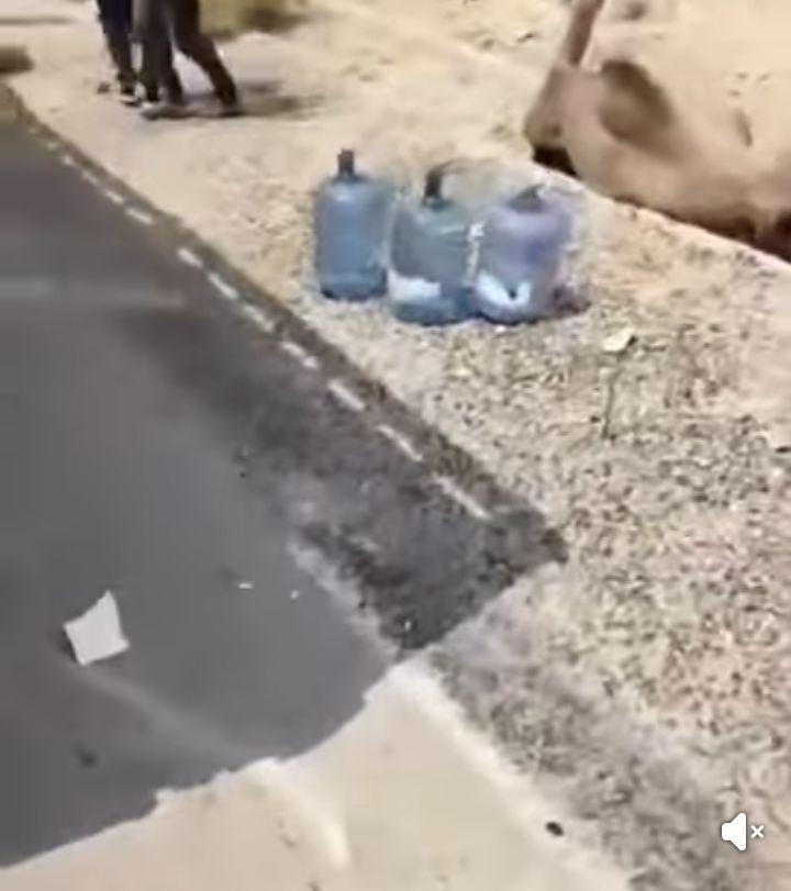 بالفيديو/سيارة تدهس عددا من الابل...