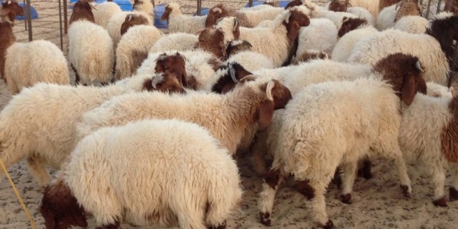 بنزرت : مجموعة مسلحة تستولي على 275 رأس غنم بأوتيك