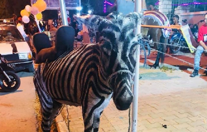 فكرة جهنّمية في الكاف : مواطن يدهن حماره بالأبيض والأسود ليوهم بأنه حمار وحشي ويربح بعض المال ؟؟؟