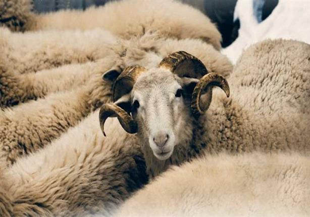 خروف العيد : الفلاح يشتكي ... الدولة تقول لا بأس ... و " القشّارة " والمحتكرون  بلا حسيب ولا رقيب يرتعون 