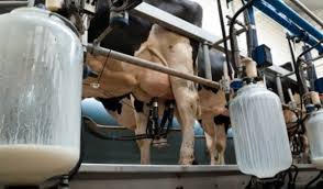 رئيس غرفة تجميع الحليب : قد يلجأ الفلاحون إلى الإضراب إذا لم تتدخّل الحكومة فورا