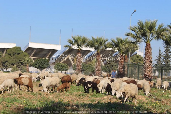 صورة خير من 1000 كلمة : ملعب المنزه ترتع فيه الخرفان غير بعيد عن مكتب وزيرة شؤون الشباب والرياضة .