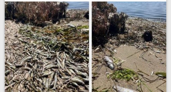 معهد علوم وتكنولوجيا البحار: هذه أسباب نفوق يرقات و أسماك ببحيرة بوغرارة