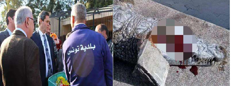 من يقف وراء الحكاية : تمساح البلفيدير مات طبيعيّا ولم يقتله زوّار الحديقة ؟