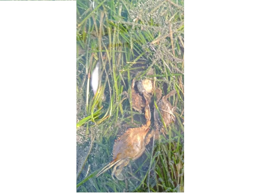 بالصور/ تذمر المواطنين في قصيبة المديوني بسبب الحالة الخطيرة للشاطىء