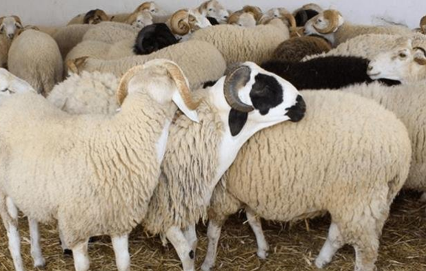  تحديد سعر مرجعي لأضاحي العيد لهذا العام بـ 17.800 دينارا للكلغ الحي