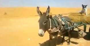 بعد اشتباكات مسلحة : القبض على إرهابيين اثنين كانا يقودان حمارا فوقه كيس من المؤونة في القصرين