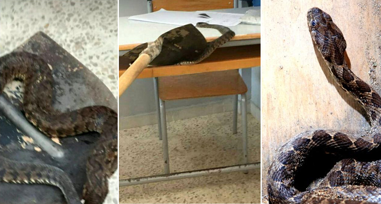 في المعهد الثانوي ببوحجلة: ثعبان يقتحم القسم ويتسبّب في إيقاف الدروس