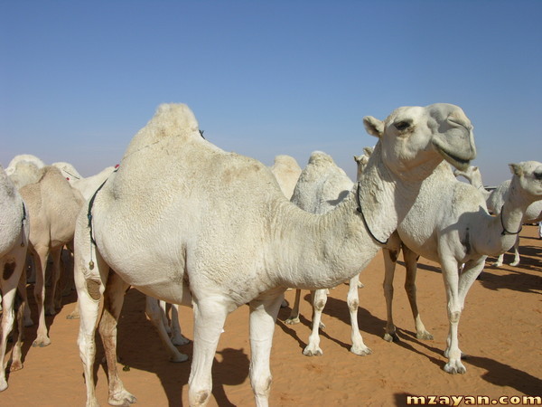 الإبل مصدر محتمل لفيروس كورونا القاتل