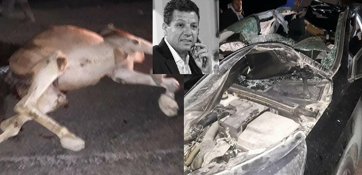 تفاصيل جديدة عن الحادثة الأليمة : هكذا تسبّبت ناقة في وفاة فكري بوديّة ... وبطاقة إيداع بالسجن ضدّ سائق الشاحنة