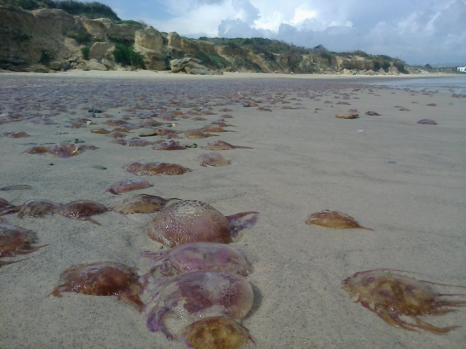 قناديل البحر تجتاح شواطئ راس الجبل