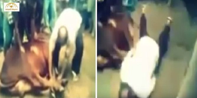 بالفيديو: وفاة جزار اثناء ذبح عجل