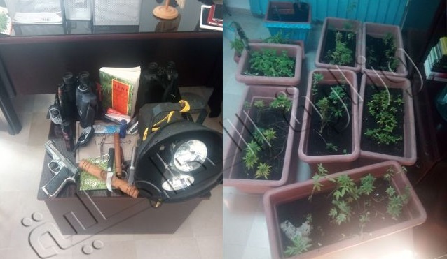  سوسة : القبض على شخصين من أجل زراعة نبتة "الماريخوانا"