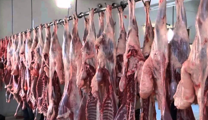 عمادة البياطرة: 70% من الأمراض منقولة من الحيوان وجميع المسالخ لا تستجيب لشروط الصحة