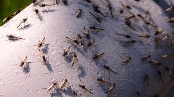 رئيس بلدية رادس يحذّر من هجمات شرسة لجحافل 'الناموس'