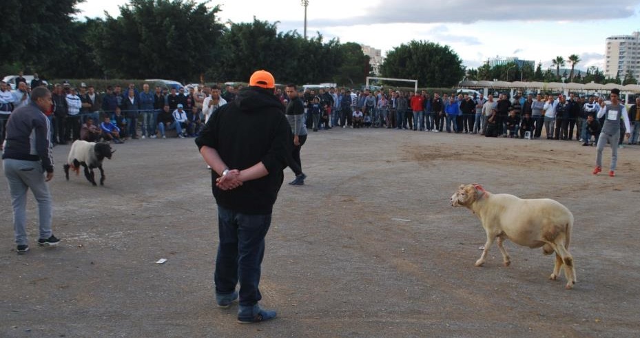 نزال استغرق ساعة ونصف  : رقم قياسي في مصارعة الأكباش بين " كوموندو "و و" فرجاني " ب 203 نطحة !