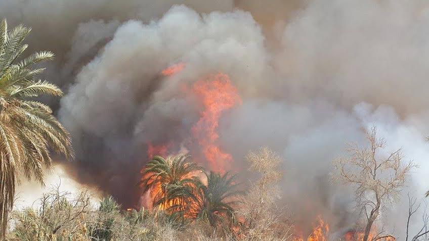 توزر : حريق يتسبب في إتلاف أكثر من 1400 من أصول النخيل بنفطة
