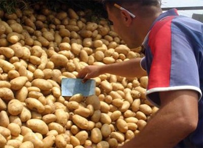 وزارة التجارة تحدد سعرا أقصى لبيع البطاطا