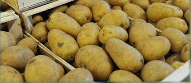 عضو من اتحاد الفلاحين : توريد البطاطا من مصر ضرب لنا وسوء تقدير من الوزير