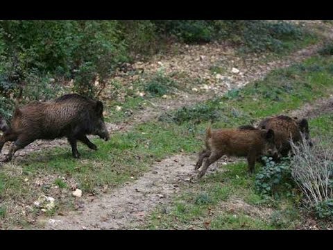 غريب : يصطادون الخنازير ليلا على بعد أمتار من المنطقة العسكرية المغلقة بالشعانبي ؟ !!! 