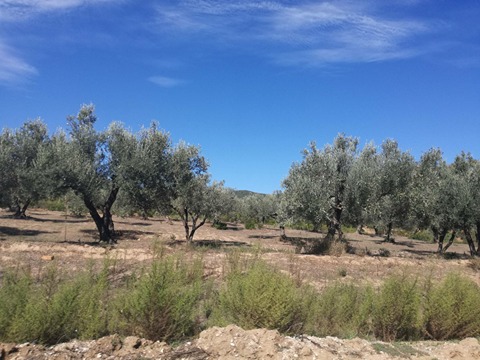 الدّولة تسترجع عقارا دوليا فلاحيا بـ 12 هك في سجنان