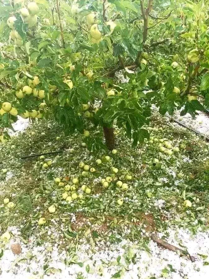 القصرين : أمطار وبرد يسببان أضرارا معتبرة لأشجار التفاح