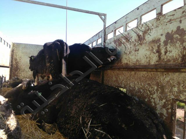 ضبط شاحنة محملة بعجول مذبوحة ومنتفخة وغير صالحة للإستهلاك