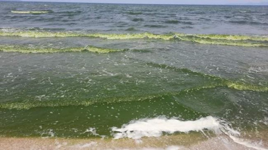  وكالة حماية الشريط الساحلي :  اللون الأخضر  لمياه شاطئ حمام الأنف  لا علاقة له بالتلوّث