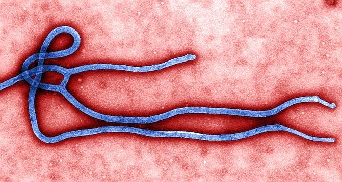 حصيلة جديدة للمصابين بحمّى غرب النيل