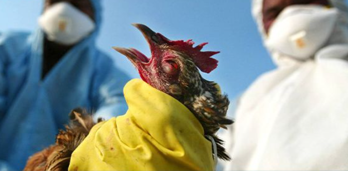 فرنسا :انفلونزا الطيور تنتشر مجدّدًا