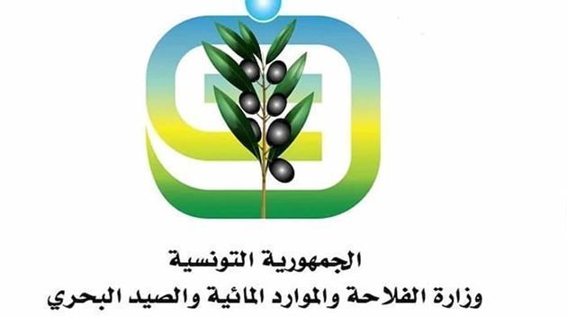 وزارة الفلاحة ترصد إصابات بمرض "الميلديو" بحقول البطاطا