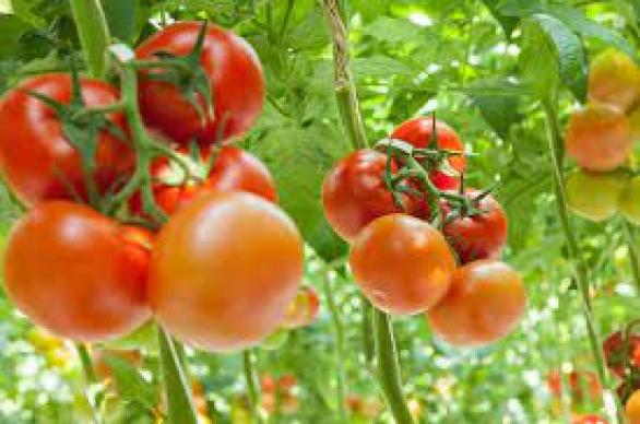فوزي الزياني يؤكد ان حكاية الزيادة في اسعار الطماطم المعلبة مفتعلة من المصنعين