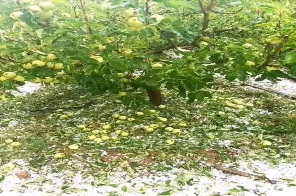 القصرين : أمطار وبرد يسببان أضرارا معتبرة  لأشجار التفاح