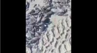 نفوق
