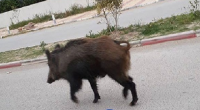 بسبب