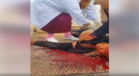 جلمة