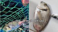 كميّات