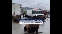 بالففيديو/ مشهد نادر :مجموعة من أسود البحر تتجول في طريق بالشيلي 