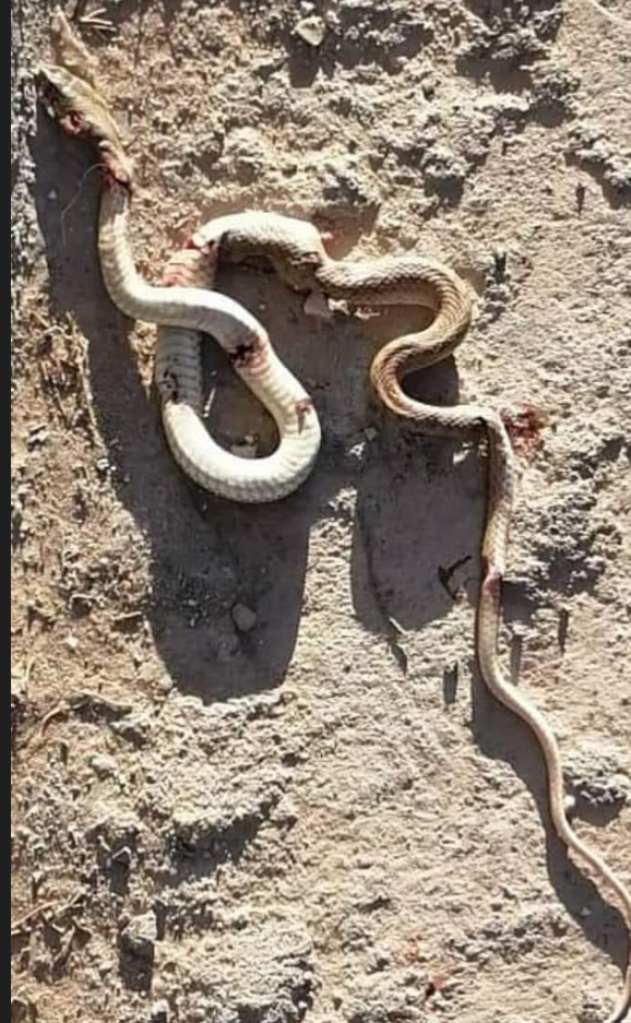 ثعبان خطير بأحد المنازل بضاحية القصر