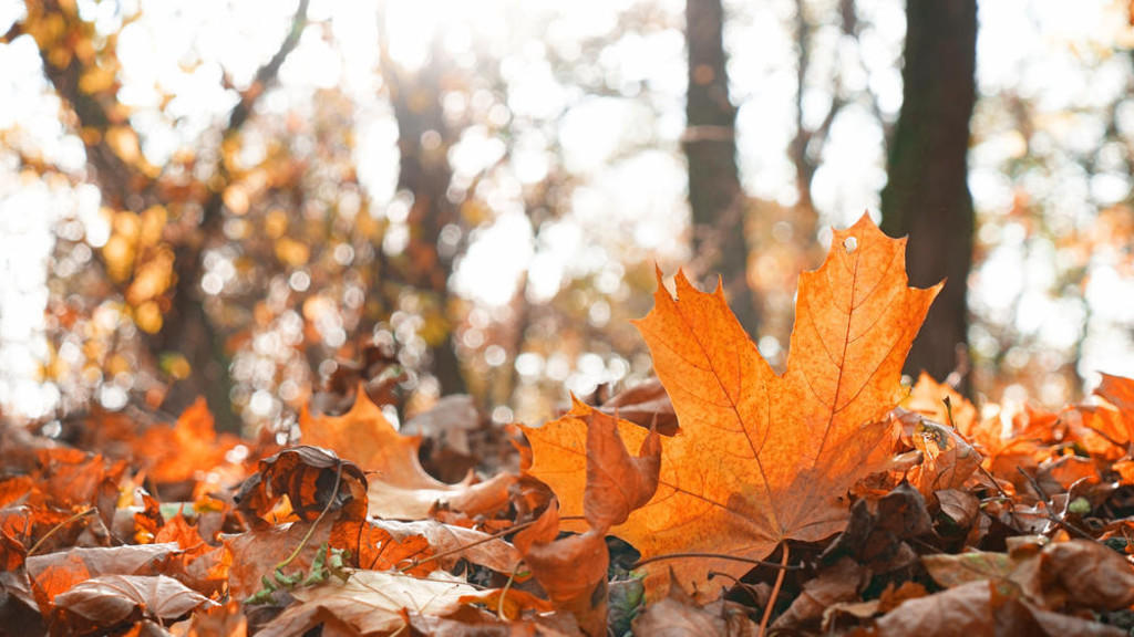 حالة الطقس.. دخول فصل الخريف